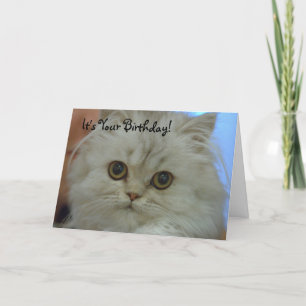 Carte Persian Kitten Birthday
