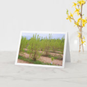 Carte Persimmon Tree in Spring Card (Fleur jaune)