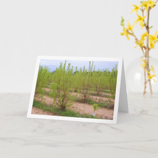 Carte Persimmon Tree in Spring Card (Fleur jaune)