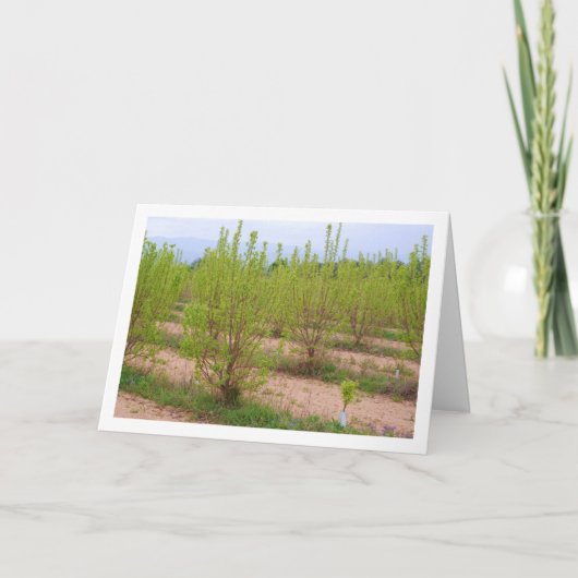 Carte Persimmon Tree in Spring Card (Devant)