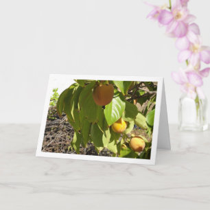 Carte Persimmons dans le portrait d'arbre