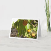 Carte Persimmons dans le portrait d'arbre (Devant)