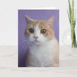 Carte Personnalisable Chat Funny / Kitty Encouragement