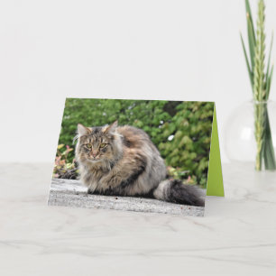 Carte personnalisable de chaton Maine Coon mignon