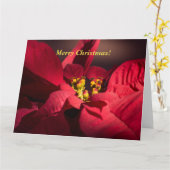 Carte Personnaliser les poinsettites rouges de Noël en f (Fleur jaune)