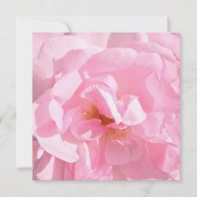 pétales de rose rose pâle