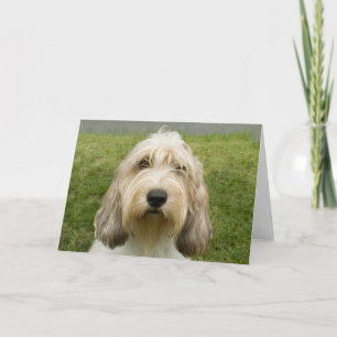 Carte Petit Basette Griffon Vendeen