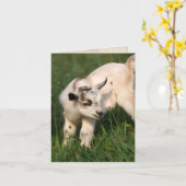 Carte Petit bébé chèvre (Fleur jaune)