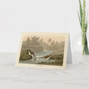 Carte Petit bécasseau des oiseaux d'Amérique d'Audubon