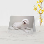 Carte Petit Bichon Havanais (Fleur jaune)