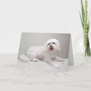 Carte Petit Bichon Havanais