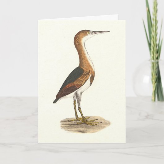Carte Petit Bittern (Ixobrychus exilis) Oiseaux de New Y (Devant)