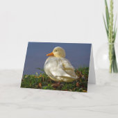 Carte Petit canard blanc (Devant)