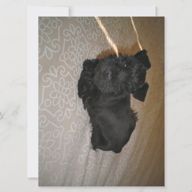 Carte petit chiot schnauzer (Devant)