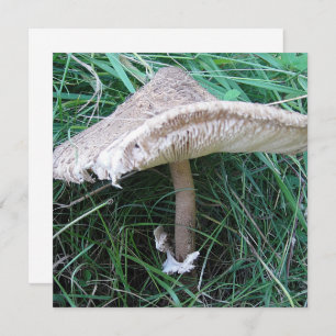 Carte Petit grand champignon