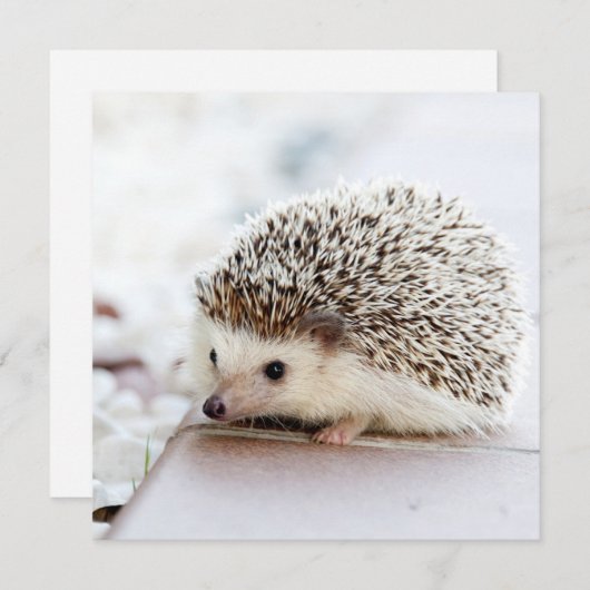 Carte Petit hérisson (Devant / Derrière)