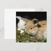 Carte Petit lapin moelleux (Devant / Derrière)