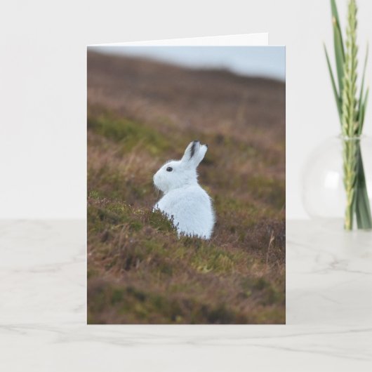 Carte Petit lièvre blanc (Devant)