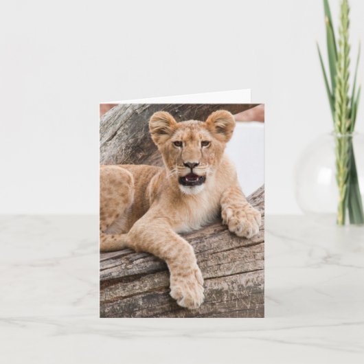 Carte Petit lion (Devant)