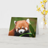 Carte Petit Panda Rouge (Fleur jaune)