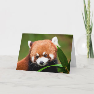 Carte Petit Panda Rouge
