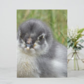Carte petit poulet mignon (Debout devant)