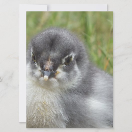 Carte petit poulet mignon (Devant)