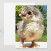 Carte petit poulet moelleux (Devant / Derrière)