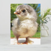Carte petit poulet moelleux (Debout devant)