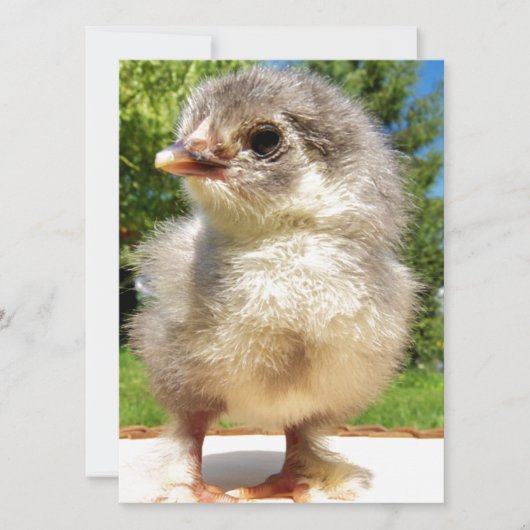 Carte petit poulet moelleux (Devant)