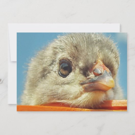 Carte petite chope de poulet heureuse (Devant)