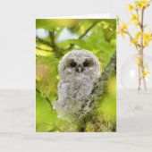 Carte Petite chouette tawny (Fleur jaune)