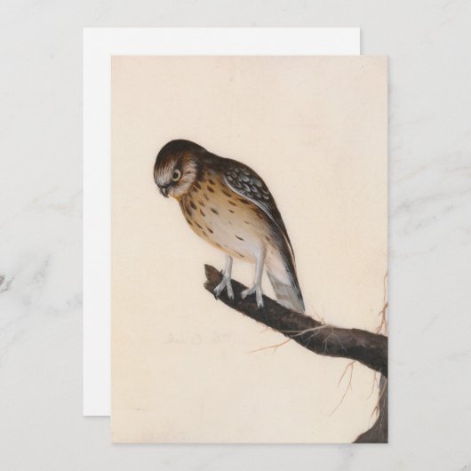 Carte Petite chouette | William Lewin (Devant / Derrière)