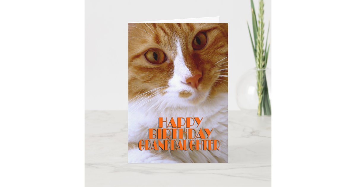 Carte Petite Fille De Joyeux Anniversaire Chat Doux Zazzle Be