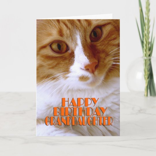 Carte Petite Fille De Joyeux Anniversaire Chat Doux Zazzle Be