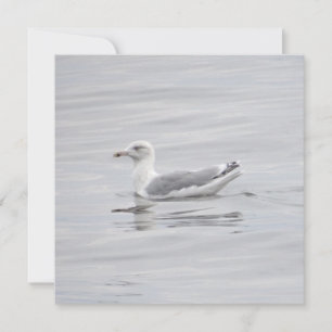 Carte Petite mouette