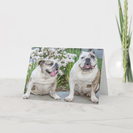 Carte Petits Bulldogs Joyeux anniversaire Personnalisé (Devant)