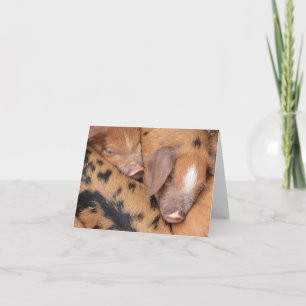Carte Petits cochons Oxford Sandy & Black mignons 