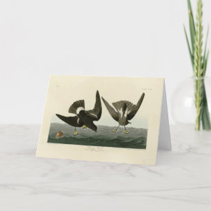 Carte Pétrel orageux des oiseaux d'Amérique d'Audubon