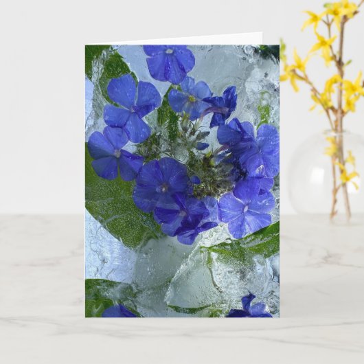 Carte Phlox glacé, (Fleur jaune)