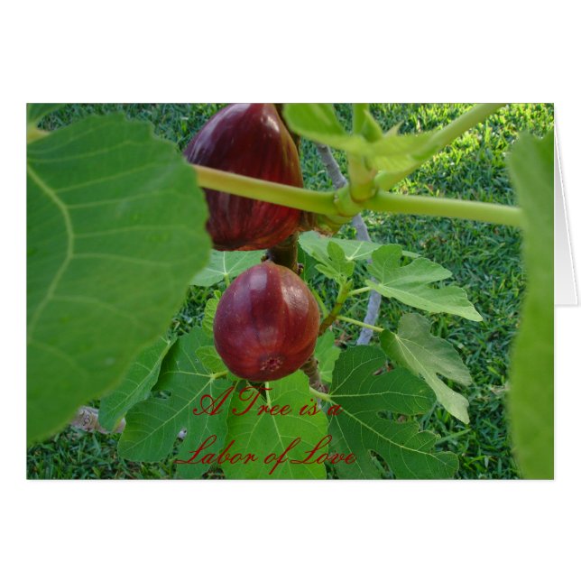 CARTE PHOTO 2 (Devant horizontal)
