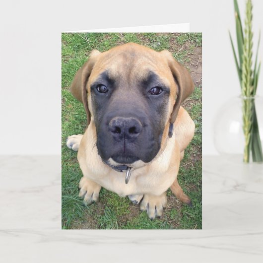 Carte Photo anglaise mignonne de chien de mastiff de (Devant)