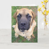 Carte Photo anglaise mignonne de chien de mastiff de (Fleur jaune)