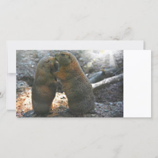 Carte photo avec couple de marmottes mignonnes