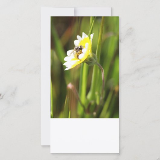 Carte photo blanc, Bumble Bee (Devant)
