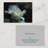 Carte photo blanc d'ATC de Sasanqua de camélia (Devant / Derrière)
