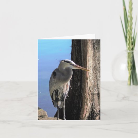 Carte photo blanche Great Blue Heron (Devant)