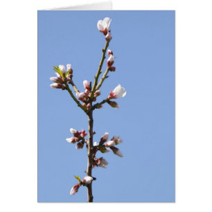 Carte photo Blossom