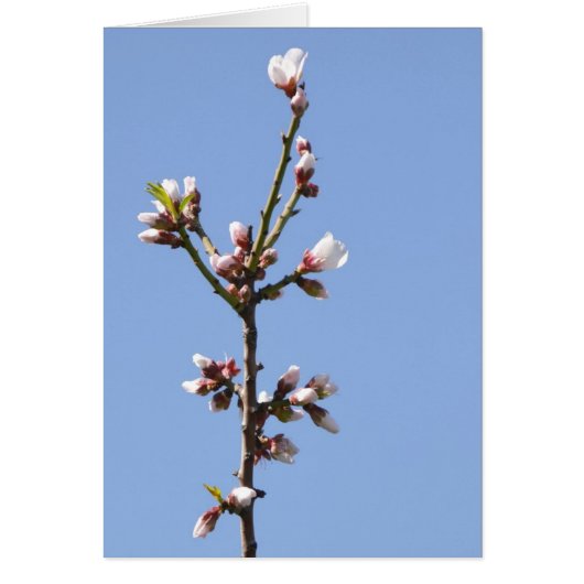 Carte photo Blossom (Devant)