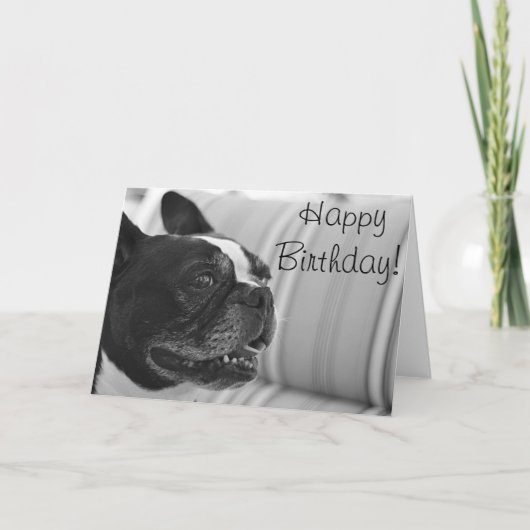 Carte Photo Boston Terrier (Devant)